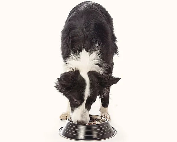 Ten Facts About Grocery Store Brand Pet Foods That Will Shock You!