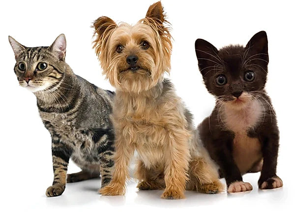 How To Choose A Pet Food