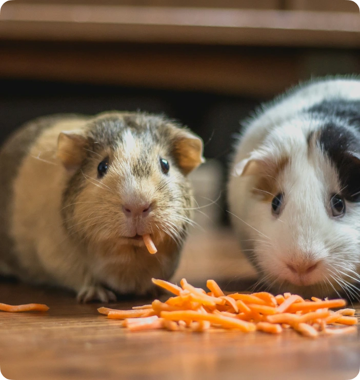 Two hamsters eating